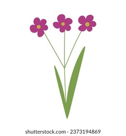 Beautiful flowers on white background