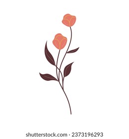 Beautiful flowers on white background