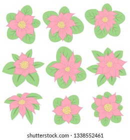 Beautiful flowers pack vector design illustration isolated on white background