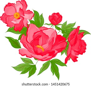 beautiful flowers peonies pink vector