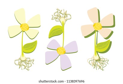 Beautiful flowers. A variety of colors can be seen in the garden. Gentle sprouts appeared in the spring.