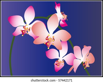 Beautiful flowers. Vector illustration.