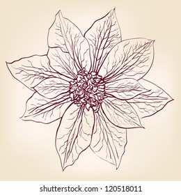 Beautiful Flowers  vintage drawing vector illustration  isolated