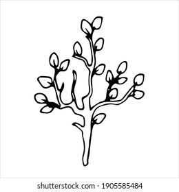 Beautiful flower,Spring twig with leaves, floral vector object in doodle style, flowers hand draw, isolate on a white background.