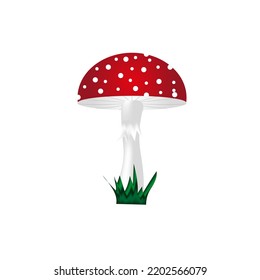 Beautiful fly agaric in the grass. Toadstool on white background. Creative botanical greeting card. Autumn mushroom backdrop.