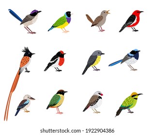 Beautiful flying bird set. Cartoon exotic sky characters with cute coloring plumage, vector illustration of little birds with beak and feathers isolated on white background