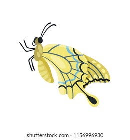 Beautiful flying butterfly insect vector Illustration on a white background