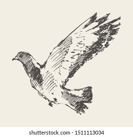 Beautiful flying dove. Hand drawn vector illustration, sketch