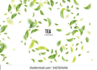 Beautiful Flying Green Tea Leaf Realistic 3d Vector Background. Tea Leaves Vortex or Tea Leaves Pattern with Place for Text