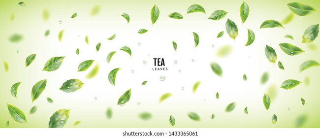 Beautiful Flying Green Tea Leaf Realistic 3d Vector Background. Tea Leaves Vortex or Tea Leaves Pattern with Place for Text