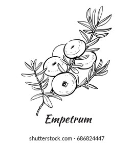 Beautiful forest berries. Hand draw graphic. For use in menus, prints, icons, logo, fabrics and other. Vector illustration.