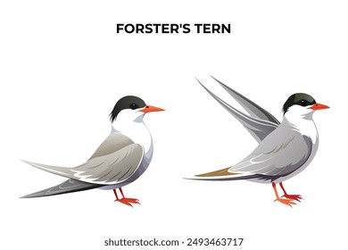 Beautiful Forster's Tern auf weißem Hintergrund Vektorillustration