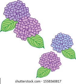 Beautiful four hydrangea illustration set
