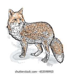 Beautiful fox. Vector illustration for greeting card, poster, or print on clothes. Fashion & Style. Hipster.