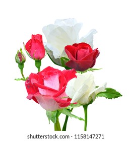 Beautiful fragrant flower. Wonderful Rose. Elements for label design. Vector illustration. Ingredients in triangulation technique. Rose low poly.