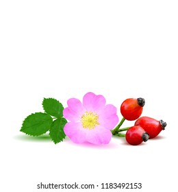 Beautiful fragrant rosehip. Wonderful wild rose. Elements for label design. Vector illustration. Ingredients in triangulation technique. Rosehip low poly.