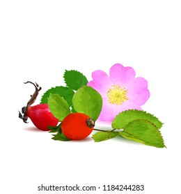 Beautiful fragrant rosehip. Wonderful wild rose. Elements for label design. Vector illustration. Ingredients in triangulation technique. Rosehip low poly.