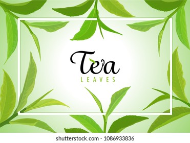 Beautiful frame with branch of green tea leaves on green background template. Vector set of element for advertising, packaging design of tea products.