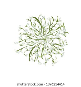 Hermoso marco de nieve dibujado a mano lanza flores, hojas verdes sobre blanco. Flores de primavera nevadas perfectas para cubrir, textil, tela, papel pintado, envoltura, tarjeta, diseño web. Vector