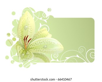 Beautiful frame with white lily