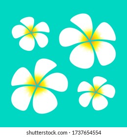 Beautiful Frangipani flower vector illustration 