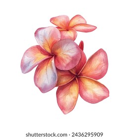 beautiful frangipani flower vector illustration in watercolour style