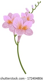 Beautiful freesia flower, isolated on white background