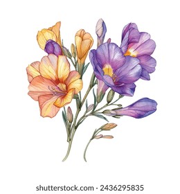 beautiful freesia flower vector illustration in watercolour style