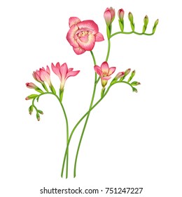 Beautiful freesia flowers. Botanical vector illustration.