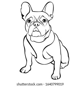 Beautiful french bulldog. You can bring it and create it on your product or whatever you want. Suitable for use as a logo, symbol, signage.