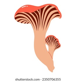 Beautiful fresh chanterelle mashroom illustration