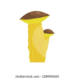 Beautiful fresh mushroom of unusual shape. Colored mushroom for cooking mushroom soup and other dishes.