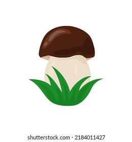 Beautiful fresh mushroom vector illustration. Boletus edulis isolated on a white background. Autumn mushroom collection season.