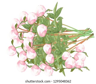Beautiful fresh peonies 