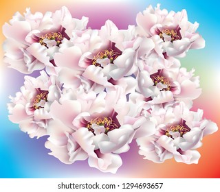 Beautiful fresh pink peonies on color background