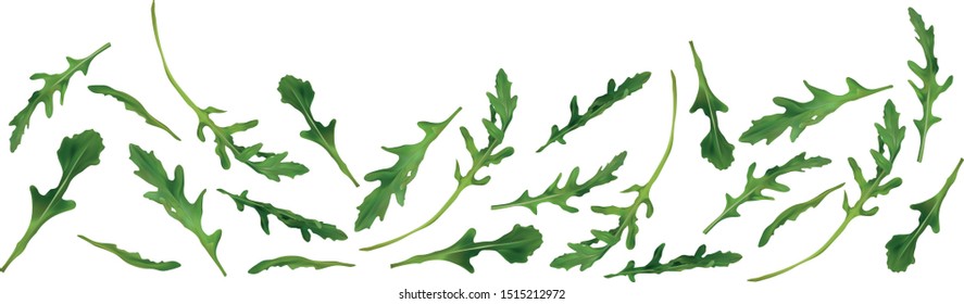 Beautiful fresh rucola isolated on white background. Salad or rucola. 3D realistic arugula with copy space for you text. Banner. Vector illustration