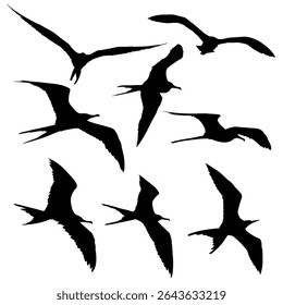 Beautiful Frigate Bird Silhouette Set