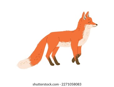 Hermosa travesía de zorro peludo, dibujos animados de ilustración plana vectorial aislados en fondo blanco. Dibujo de animales viejos. El zorro rojo en posición de pie. Un animal de bosque, ideal para el cuidado de los niños.