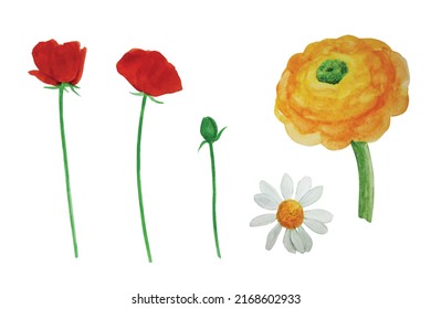 Beautiful garden meadow flower set of realistic hand drawn watercolor poppy, ranunculus and chamomile