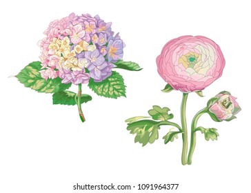 Beautiful gentle pink flowers isolated on white background. Hydrangea and peony. A large bud and inflorescence on a stem with green leaves. Botanical vector Illustration