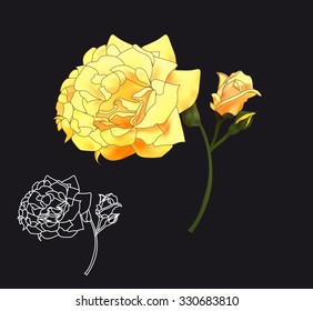 beautiful gentle white rose, the opened and closed bud