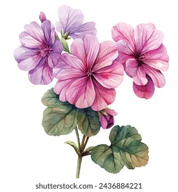 beautiful geranium flower vector illustration in watercolour style