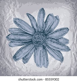 Beautiful Gerber Daisy