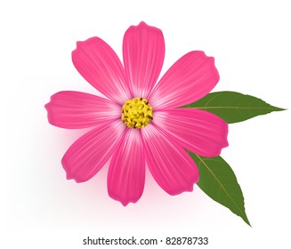 Beautiful Gerber Daisy flower with leaves. Vector.