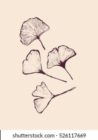 Beautiful gingko leaves isolated, vector detailed illustration