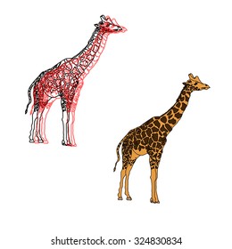 Beautiful giraffes, 2 options, illustration isolated on white