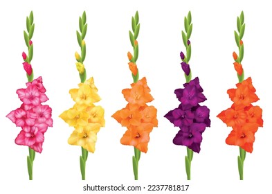 Beautiful gladiolus flowers of different colors realistic set isolated on white background vector illustration