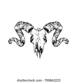 Beautiful goat skull. Drawn by hand. Dark gothic illustration. It can be used for printing on t-shirts, postcards, or used as ideas for tattoos.