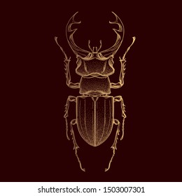 Beautiful gold beetle on a white background in linear style. Hand-drawn.