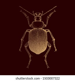 Beautiful gold beetle on a white background in linear style. Hand-drawn.